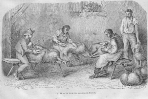 Tonte manuelle des moutons - Encyclopédie pratique de l'agriculture, Firmin-Didot, tome 13, 1877. Source : Wikimedia Commons.